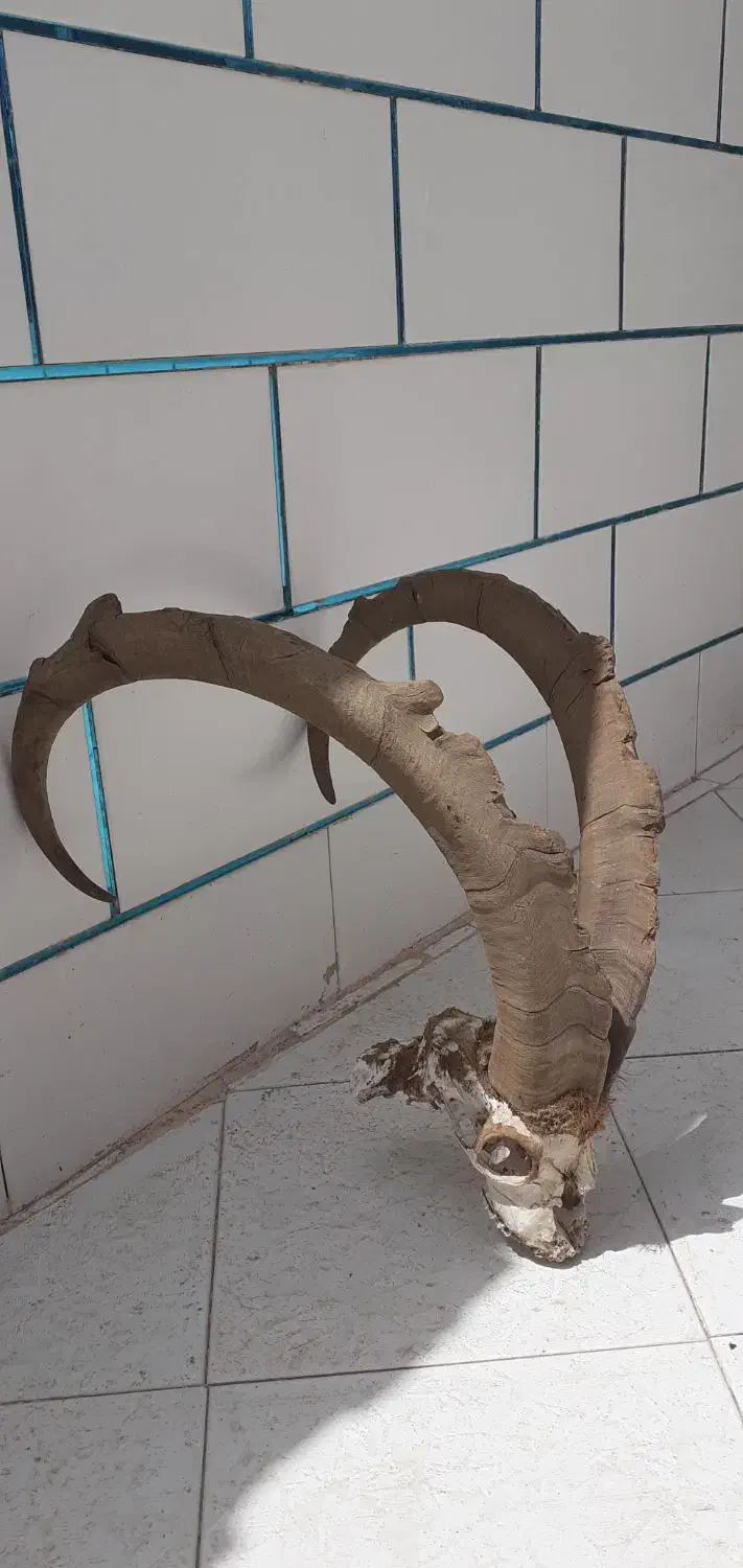 فروشی|مجسمه، تندیس، ماکت|رودشت (اصفهان), |دیوار