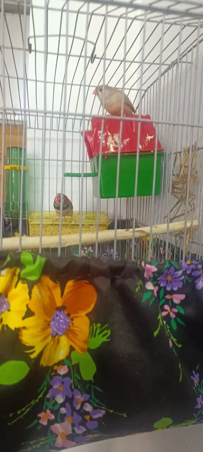 فنچ|پرنده|شیراز, رازی|دیوار