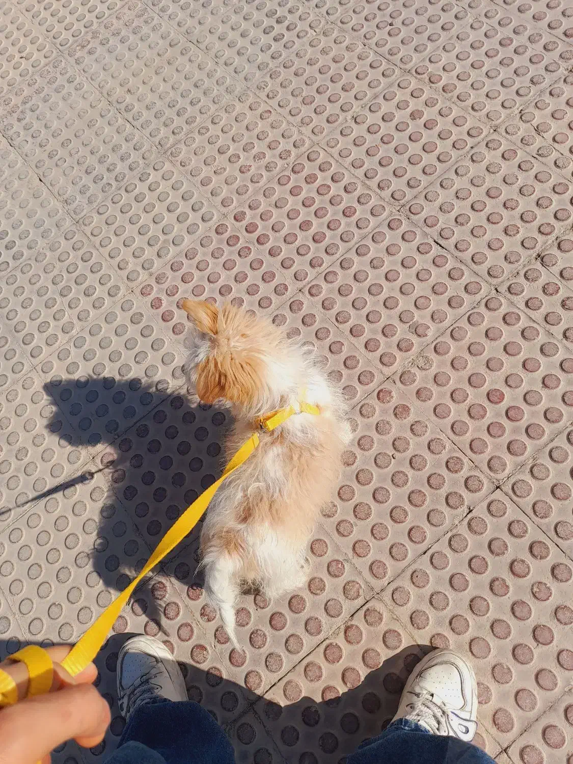 اشپیتز کراس میکس|سگ|مرودشت, استادیوم|دیوار