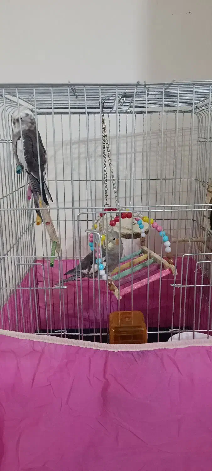 عروس هلندی|پرنده|محمدشهر, زیبادشت|دیوار