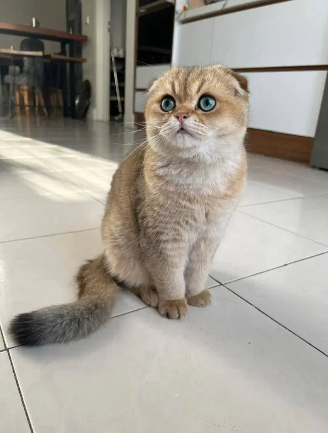 گربه های نر برای جفتگیری|گربه|تبریز, |دیوار