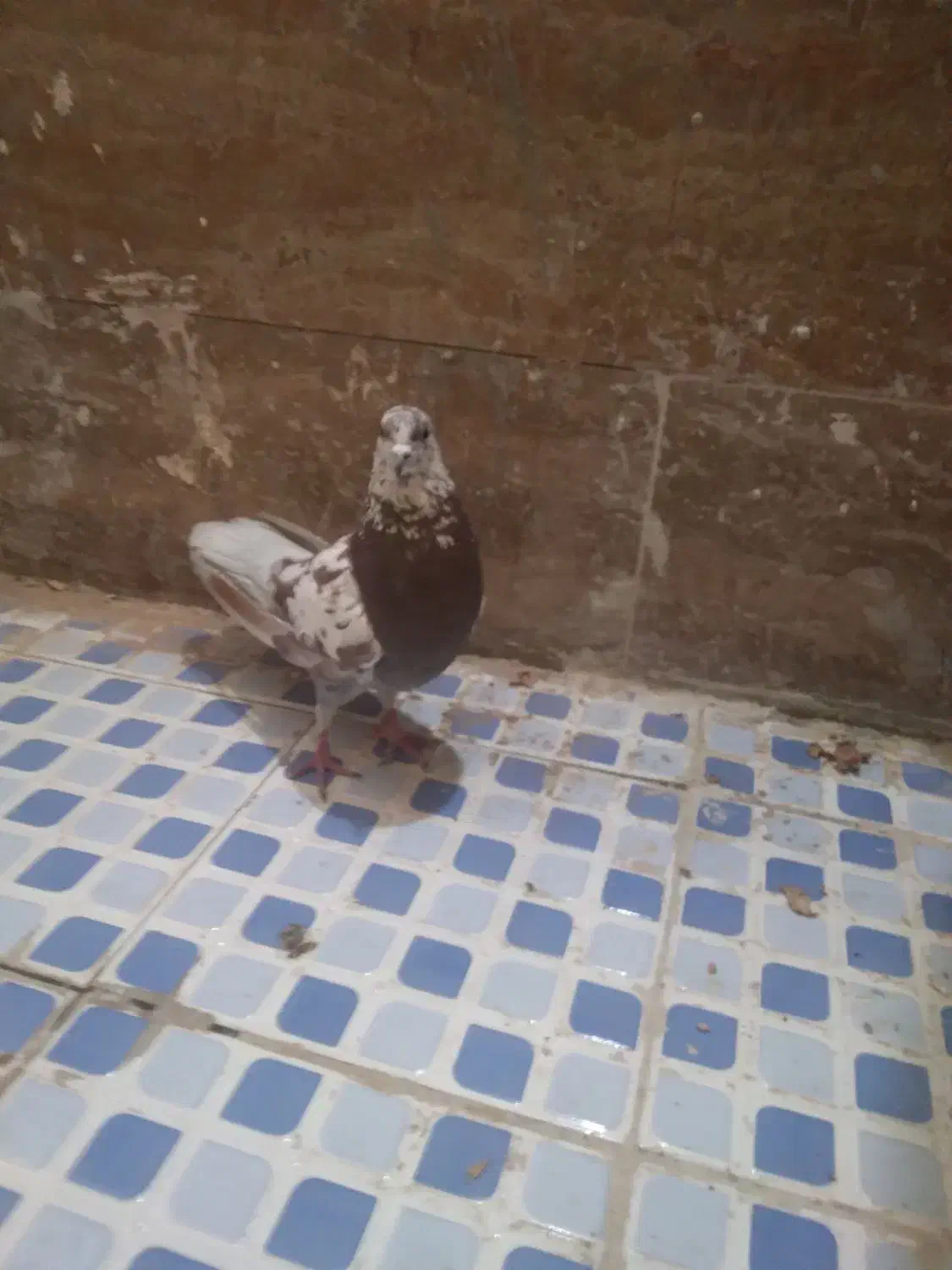 کفتر|پرنده|زارچ, |دیوار