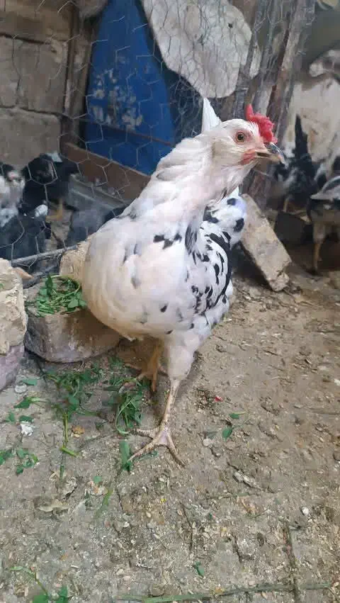 تخم مرغ گلین|حیوانات مزرعه|نهاوند, |دیوار