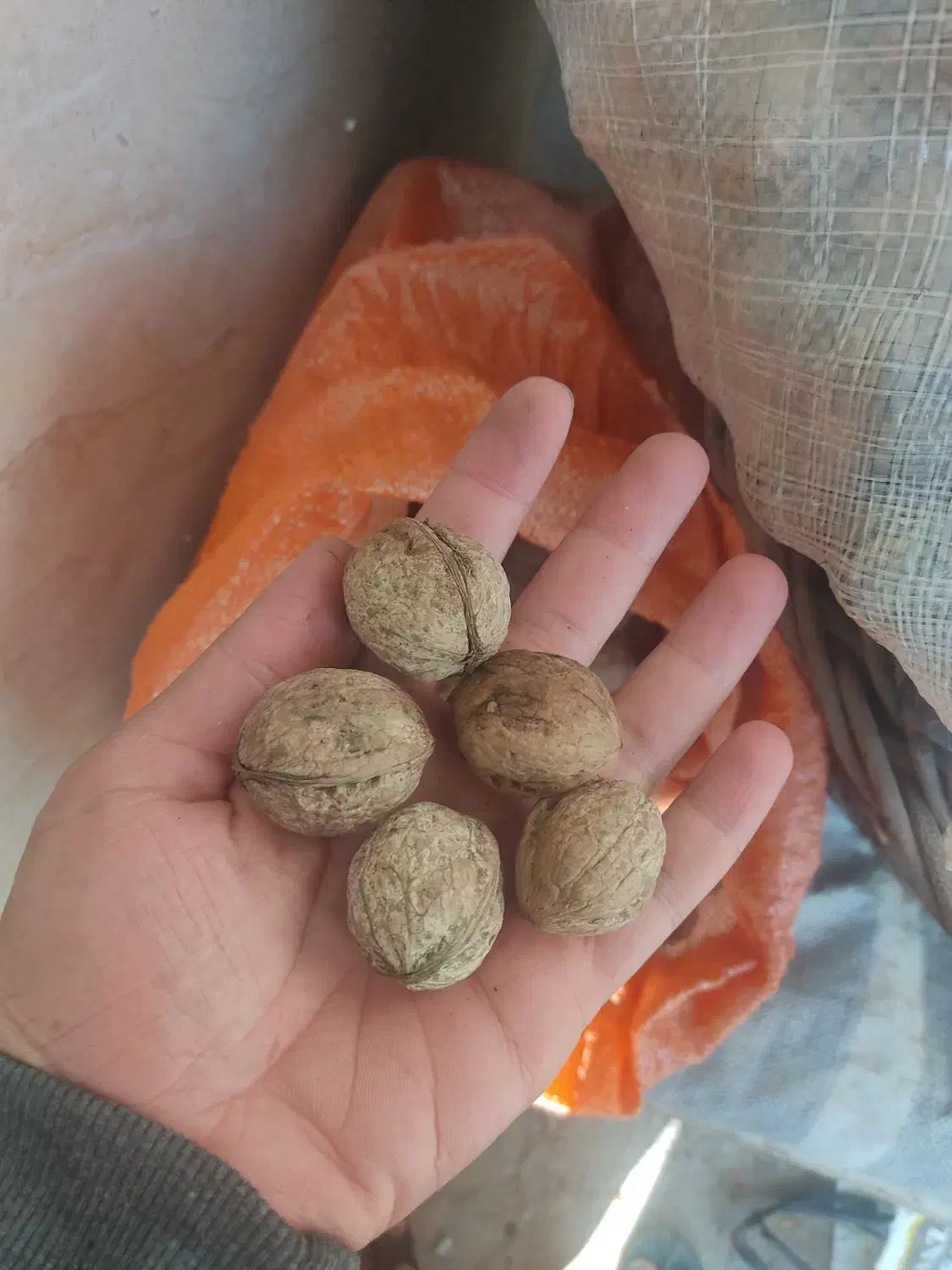 گردوی درجه ۱|خوردنی و آشامیدنی|پاوه, |دیوار