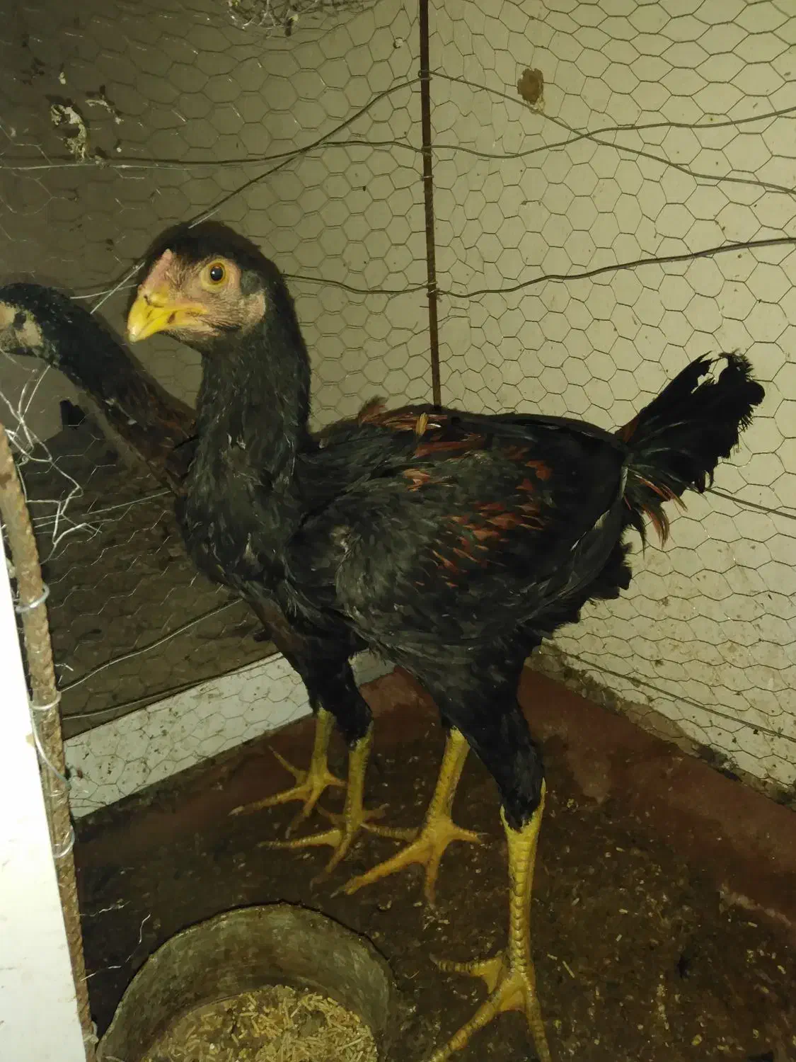 مرغ لاری وجوجه|حیوانات مزرعه|سرپل ذهاب, |دیوار