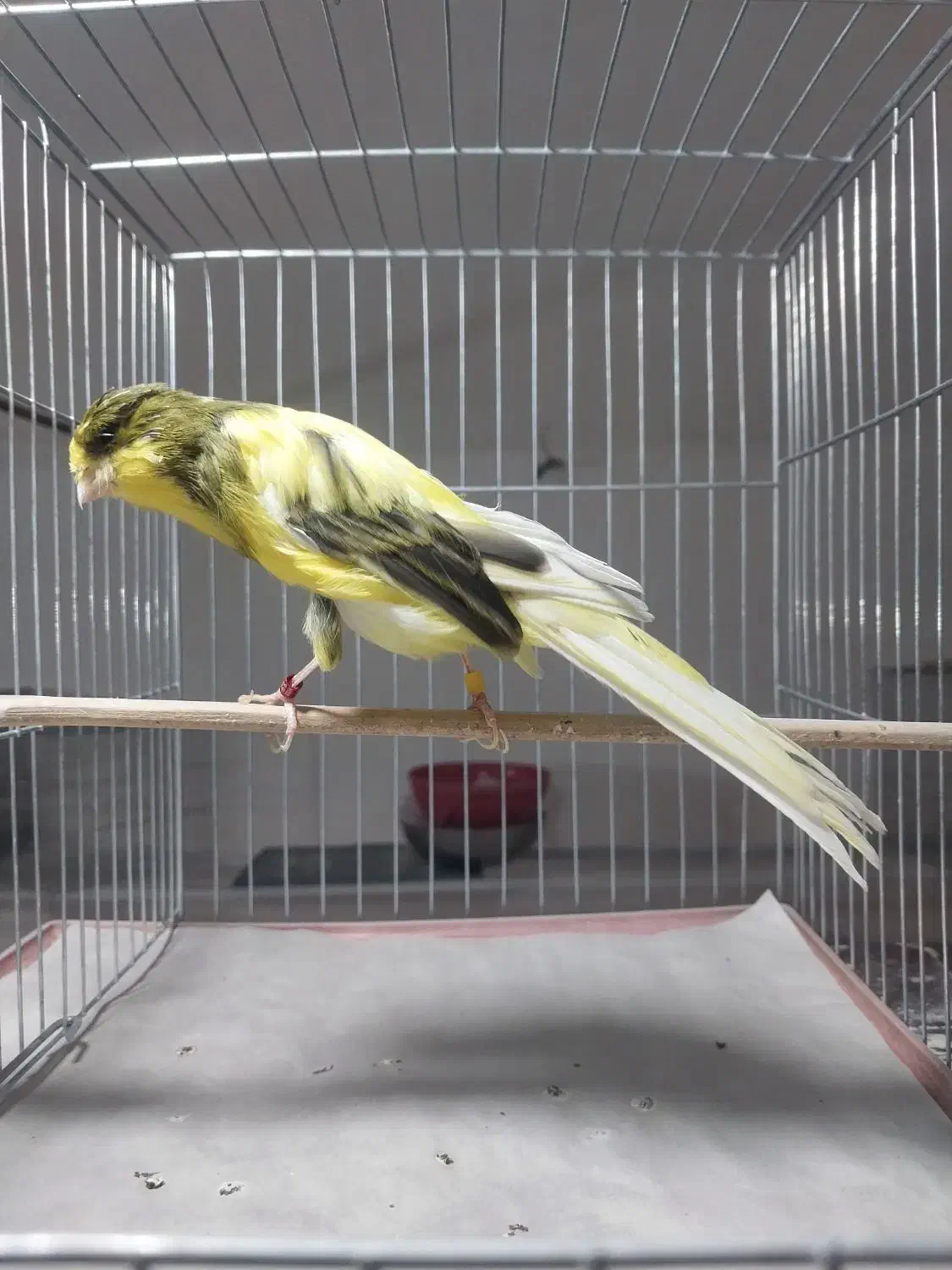 قناری رسمی بلند خونگی|پرنده|یزد, |دیوار