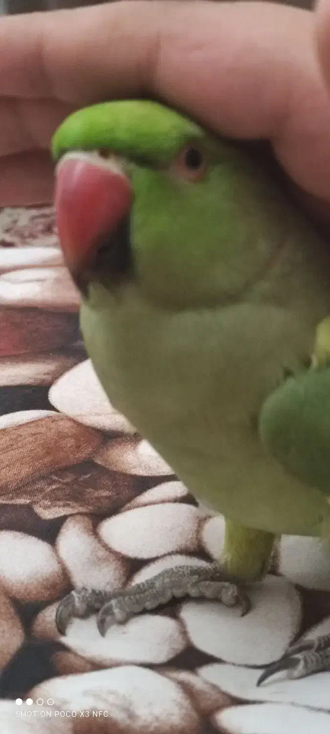 طوطی ملنگو|پرنده|اصفهان, ارغوانیه|دیوار