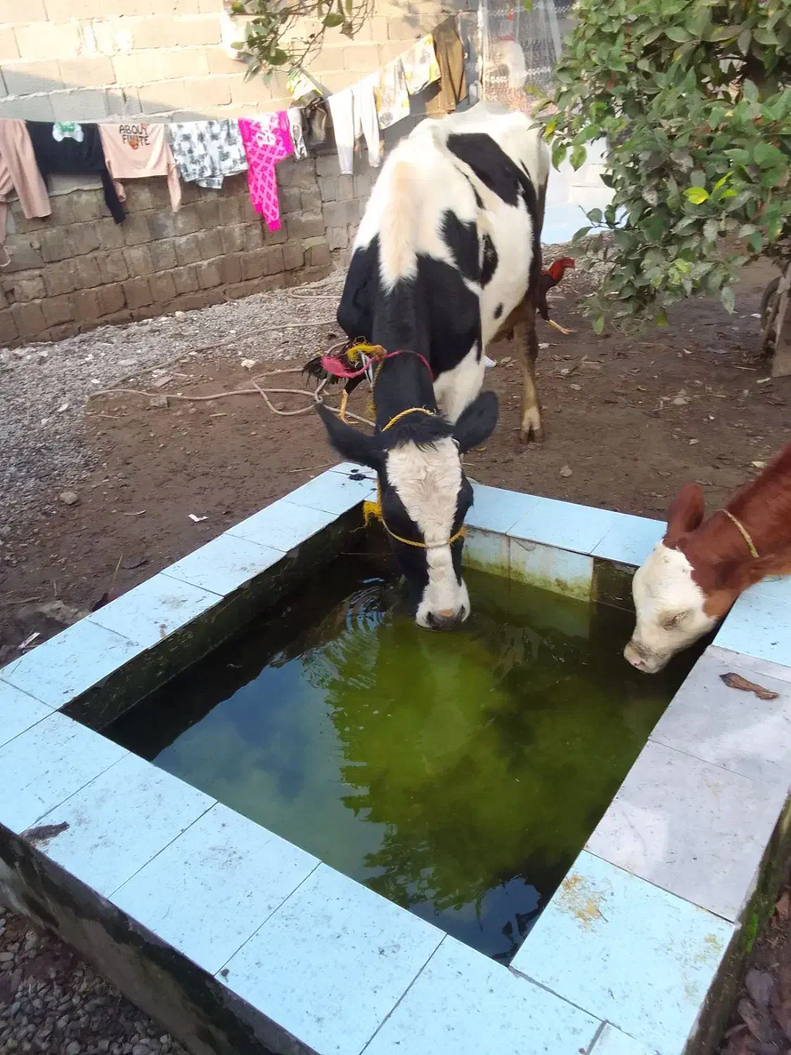 گاو هلشتاین ماده|حیوانات مزرعه|لولمان, |دیوار