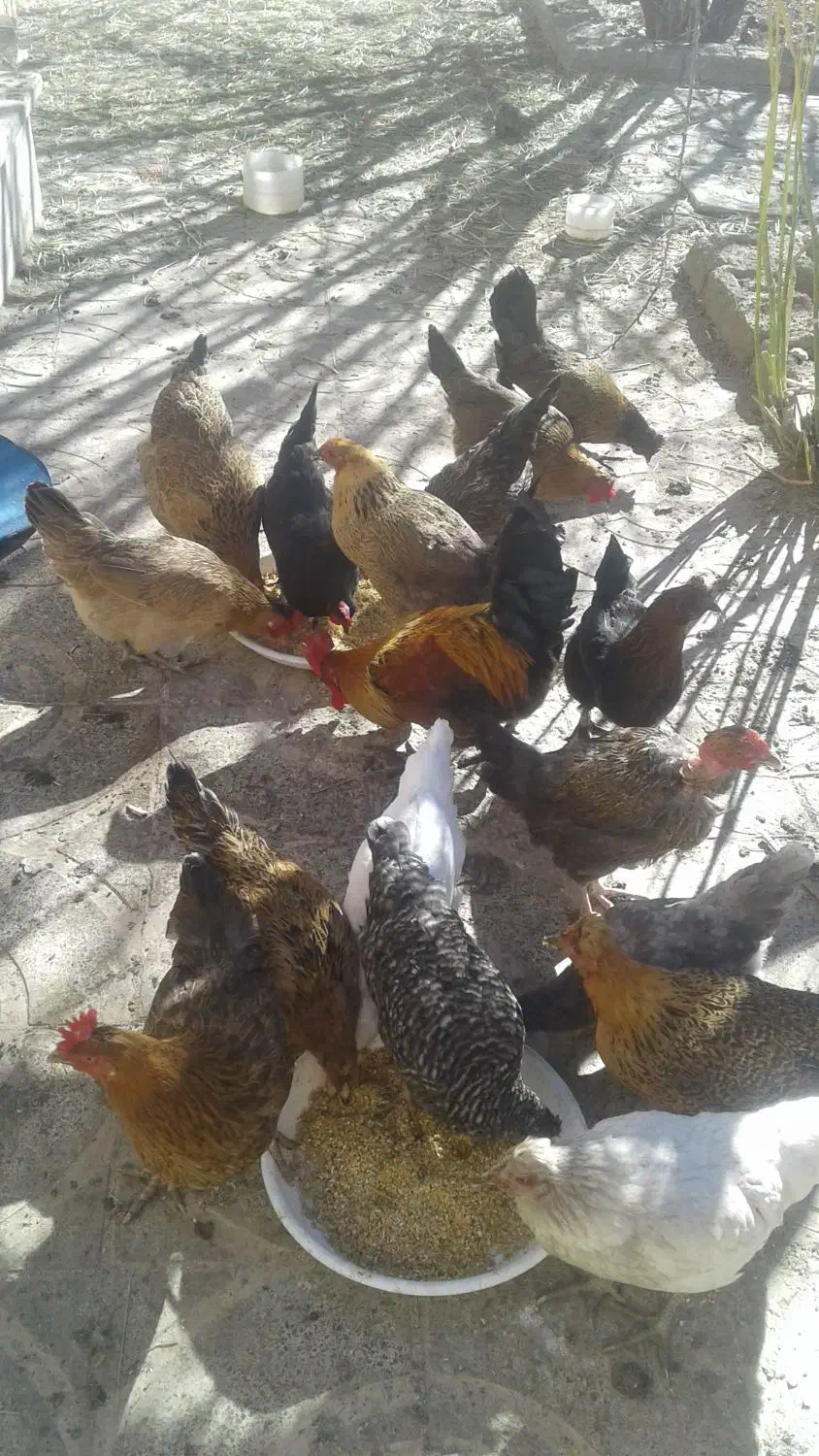 مرغ محلی بومی اصیل تخم گذار|حیوانات مزرعه|بافت, |دیوار