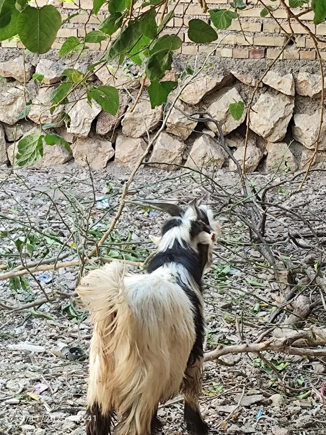 بیگ فروشی|حیوانات مزرعه|ایذه, |دیوار