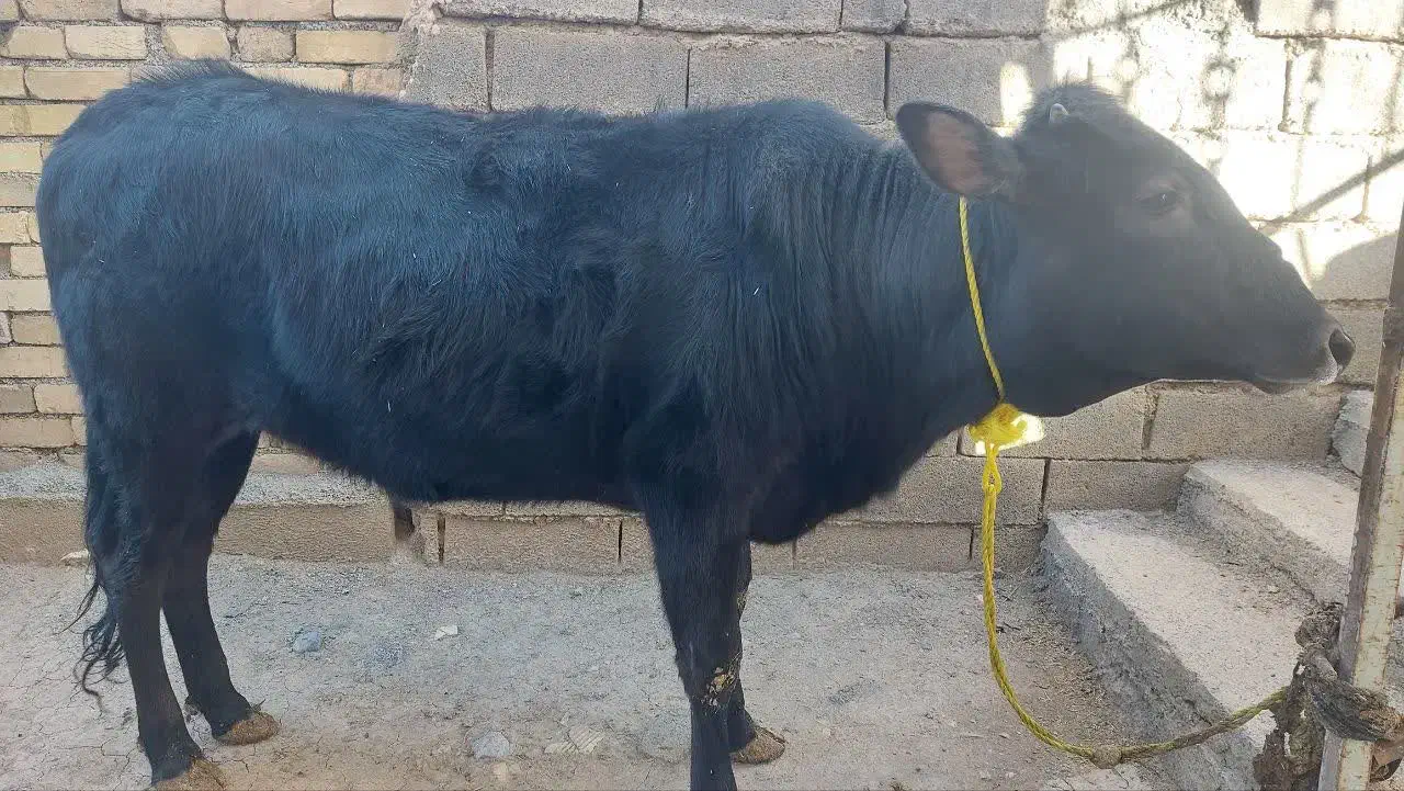 گوساله|حیوانات مزرعه|فیروزآباد (لرستان), |دیوار