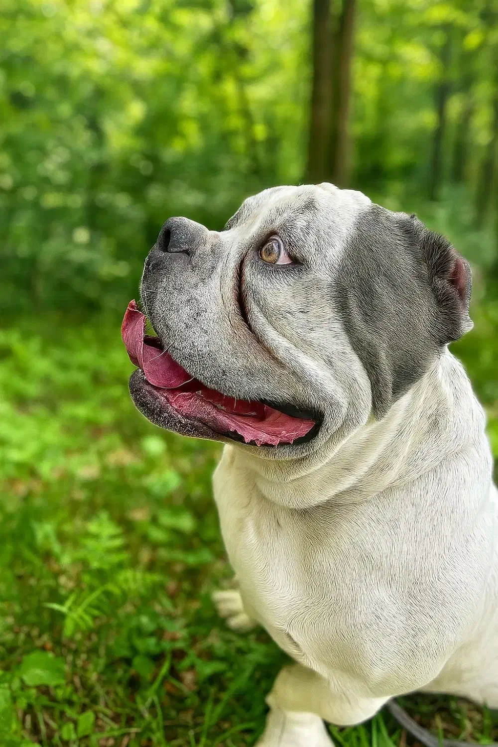 سگ امریکن بولی پوکت خاص|سگ|کرمان, |دیوار