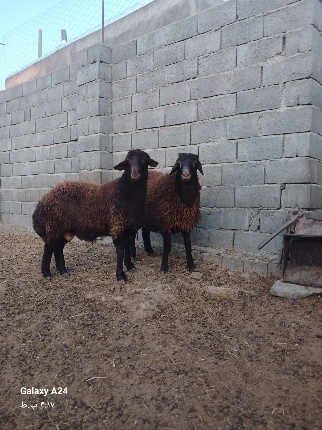 فروش دوراس بره نر همو هترو جنس الی|حیوانات مزرعه|جغتای, |دیوار