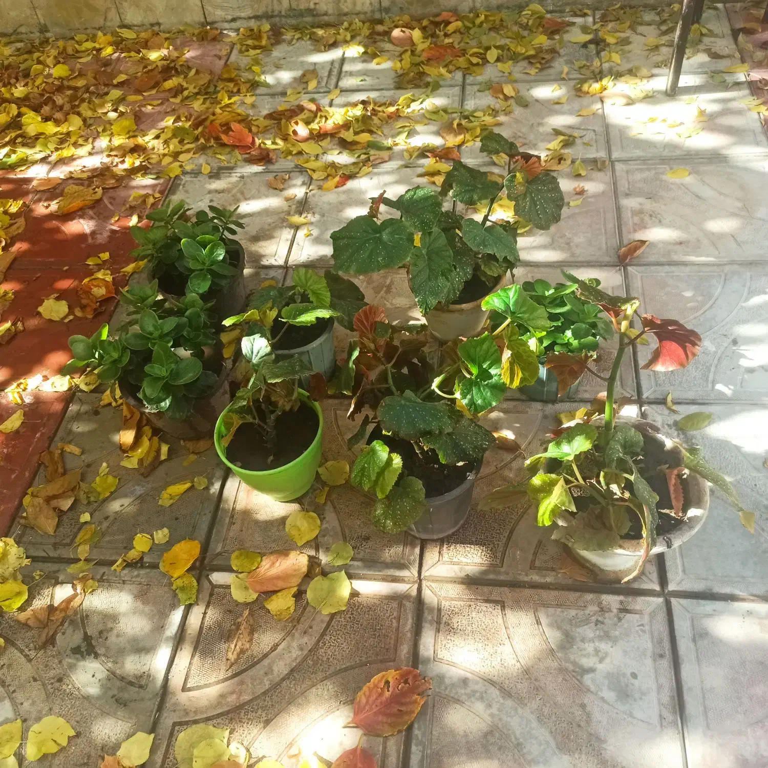 گل آپارتمانی|گل و گیاه طبیعی|سلماس, |دیوار