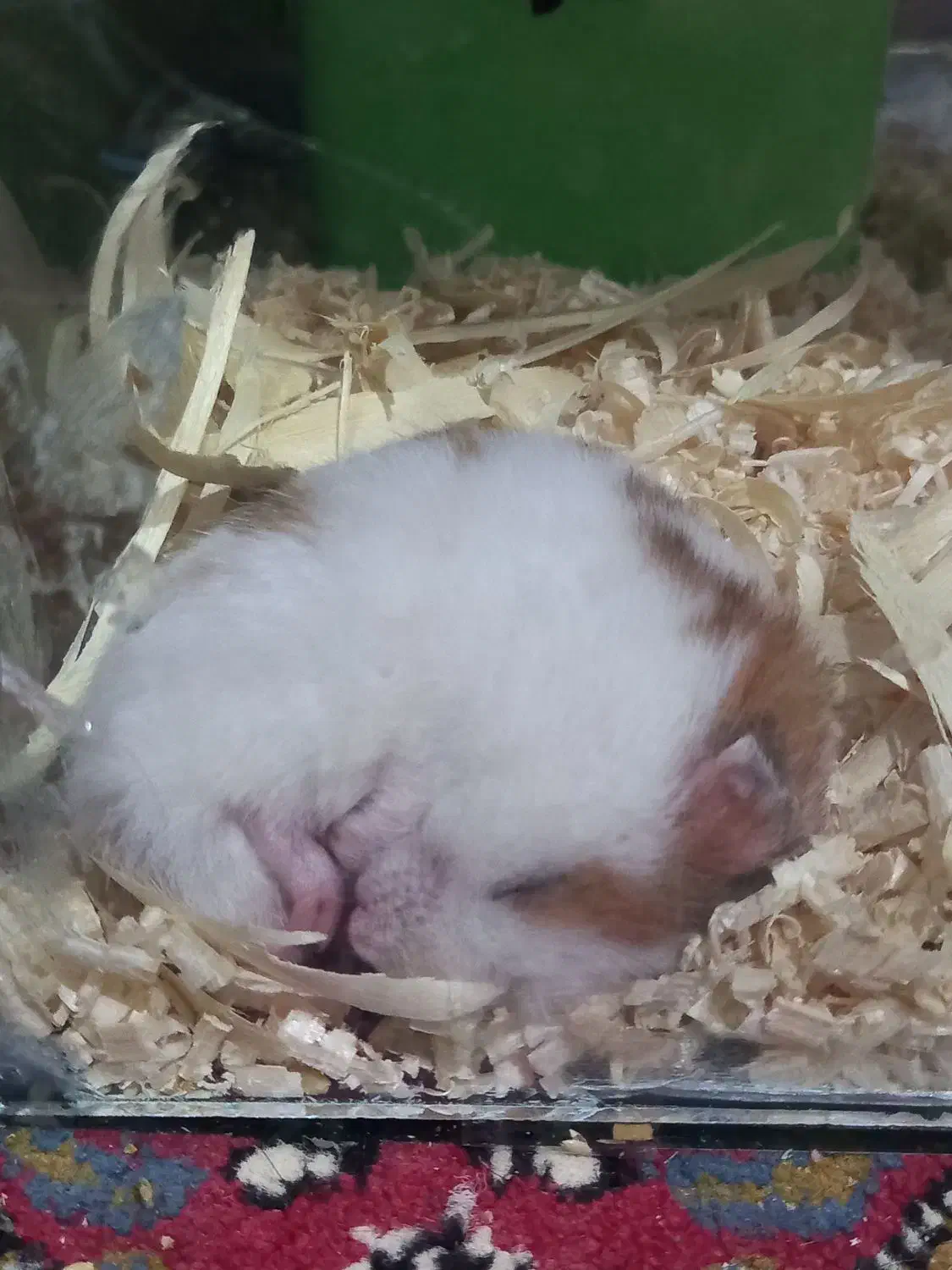 همستر با آکواریوم و پوشال|موش و خرگوش|کرج, پیشاهنگی|دیوار