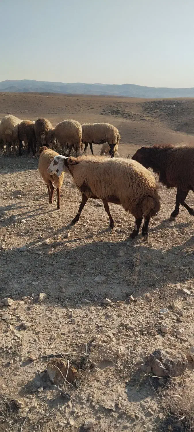 گوسفند گوشتی|حیوانات مزرعه|عنبران, |دیوار