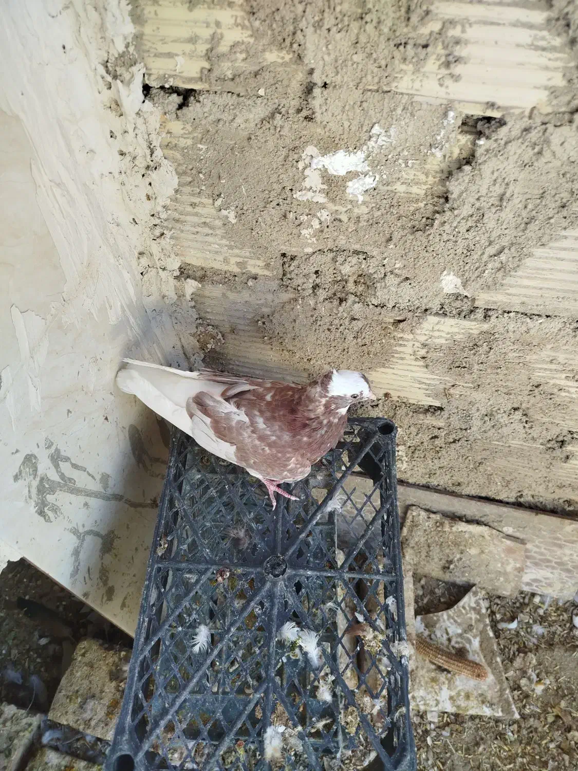 سه کفتر نر هوایی.  فروشی|پرنده|طبس, |دیوار