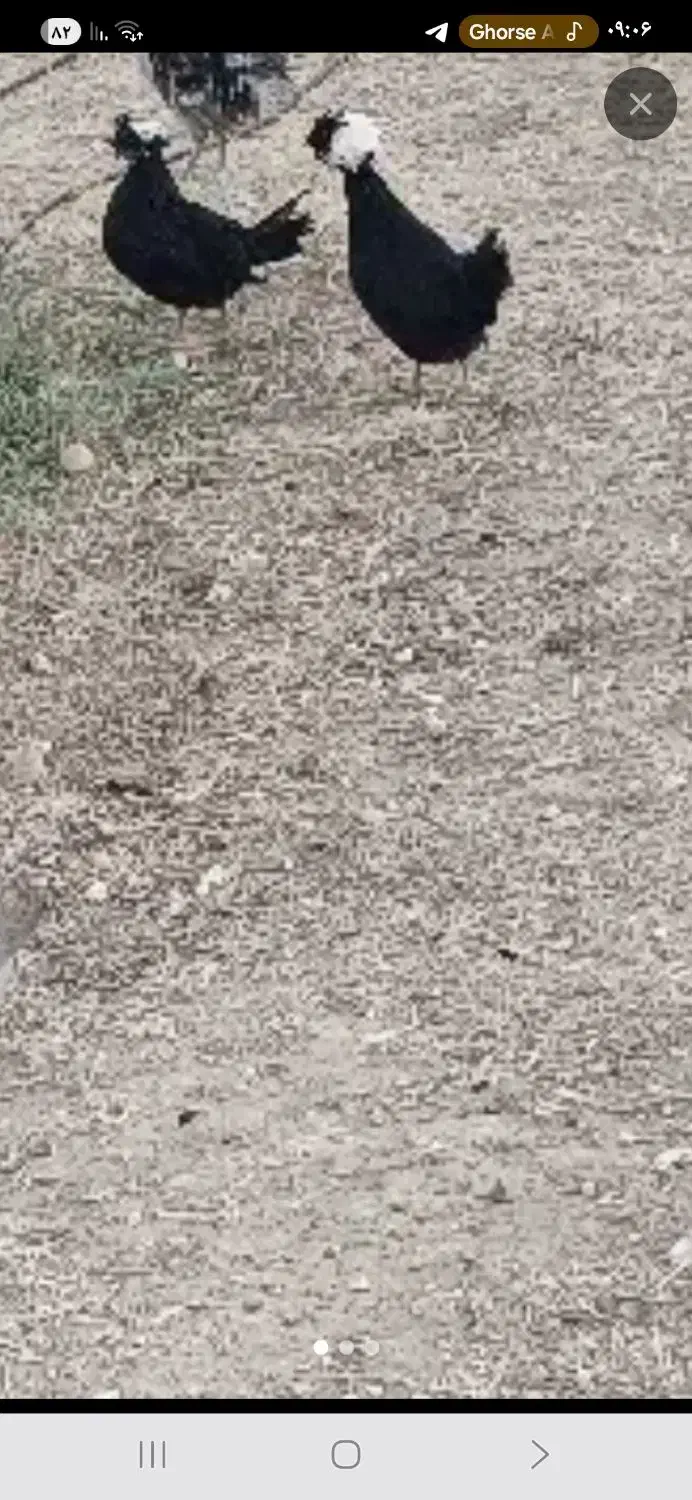 مرغ سرسفید|حیوانات مزرعه|خسروشاه, |دیوار