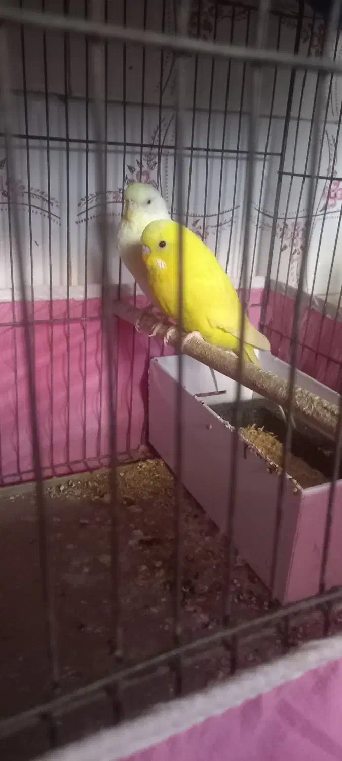 مرغ عشق|پرنده|برازجان, |دیوار