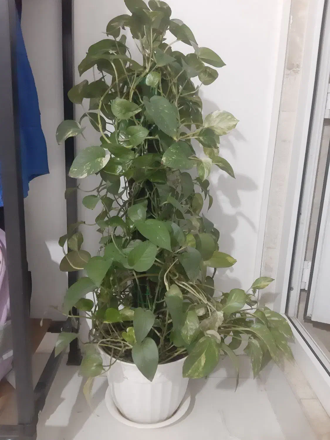 دو عدد پتوس ابلق و ساده پر قیمت دونه ای ۱۲۵۰|گل و گیاه طبیعی|نسیم‌شهر, |دیوار