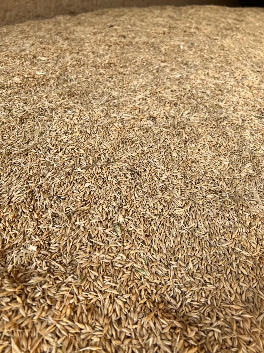 جو آبی جهت کاشت و دام|خدمات باغبانی و درختکاری|آباده, |دیوار