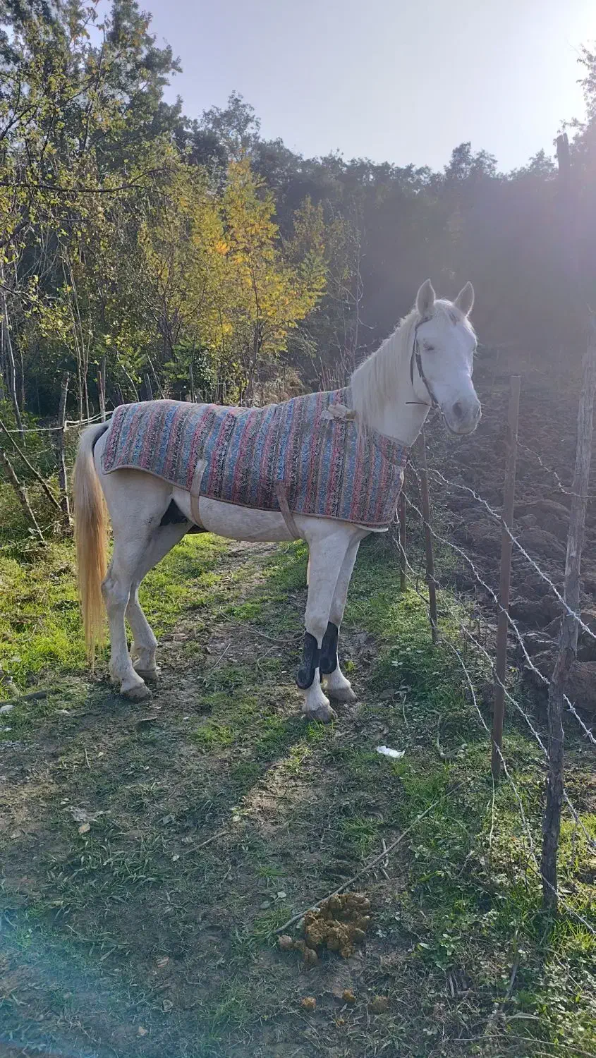 فروش نریان دوخون|اسب و تجهیزات اسب‌سواری|اسالم, |دیوار