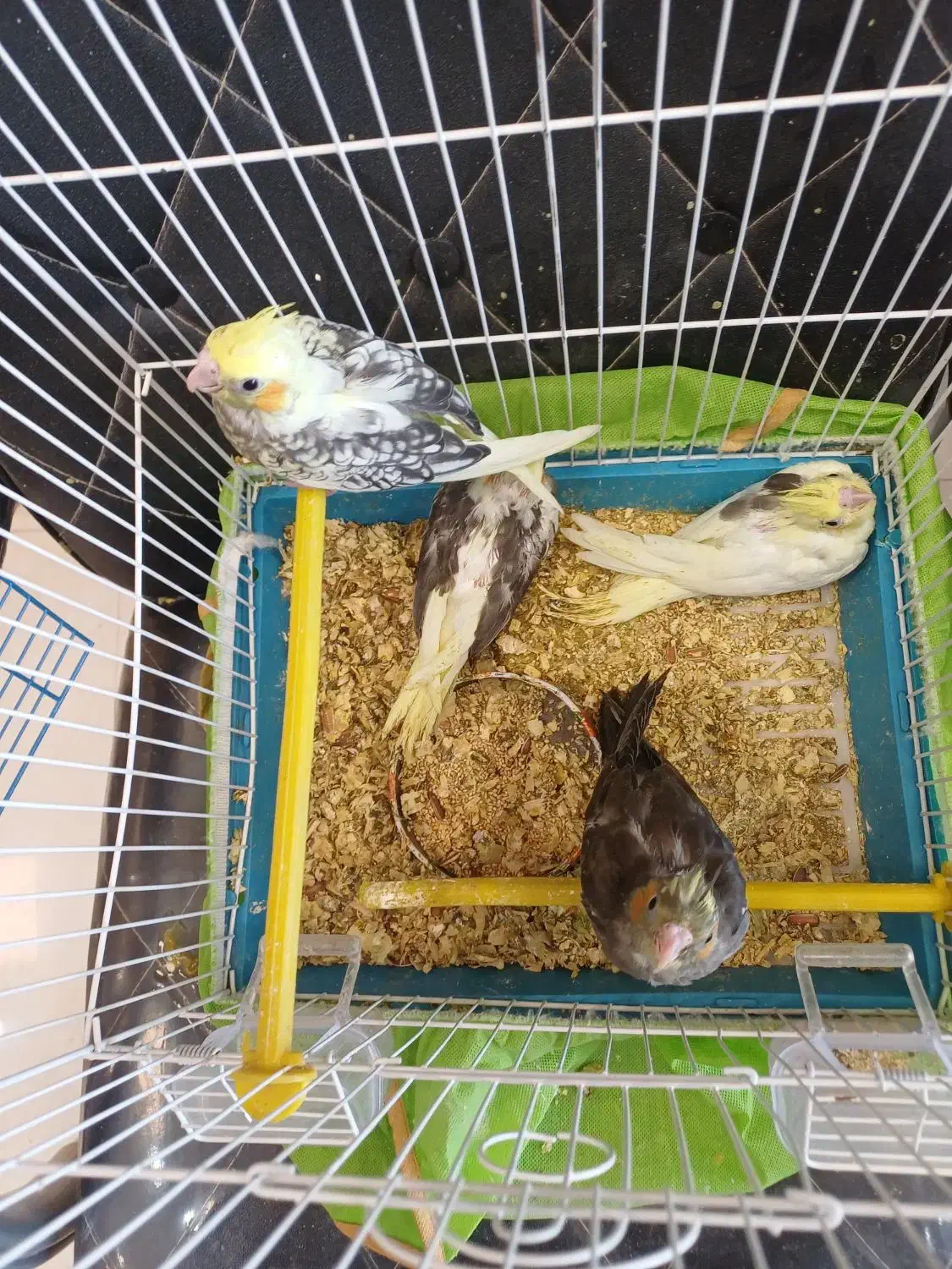 عروس هلندی معاوضه با قناری یا سهره یا گرینچیک|پرنده|چهارباغ, |دیوار