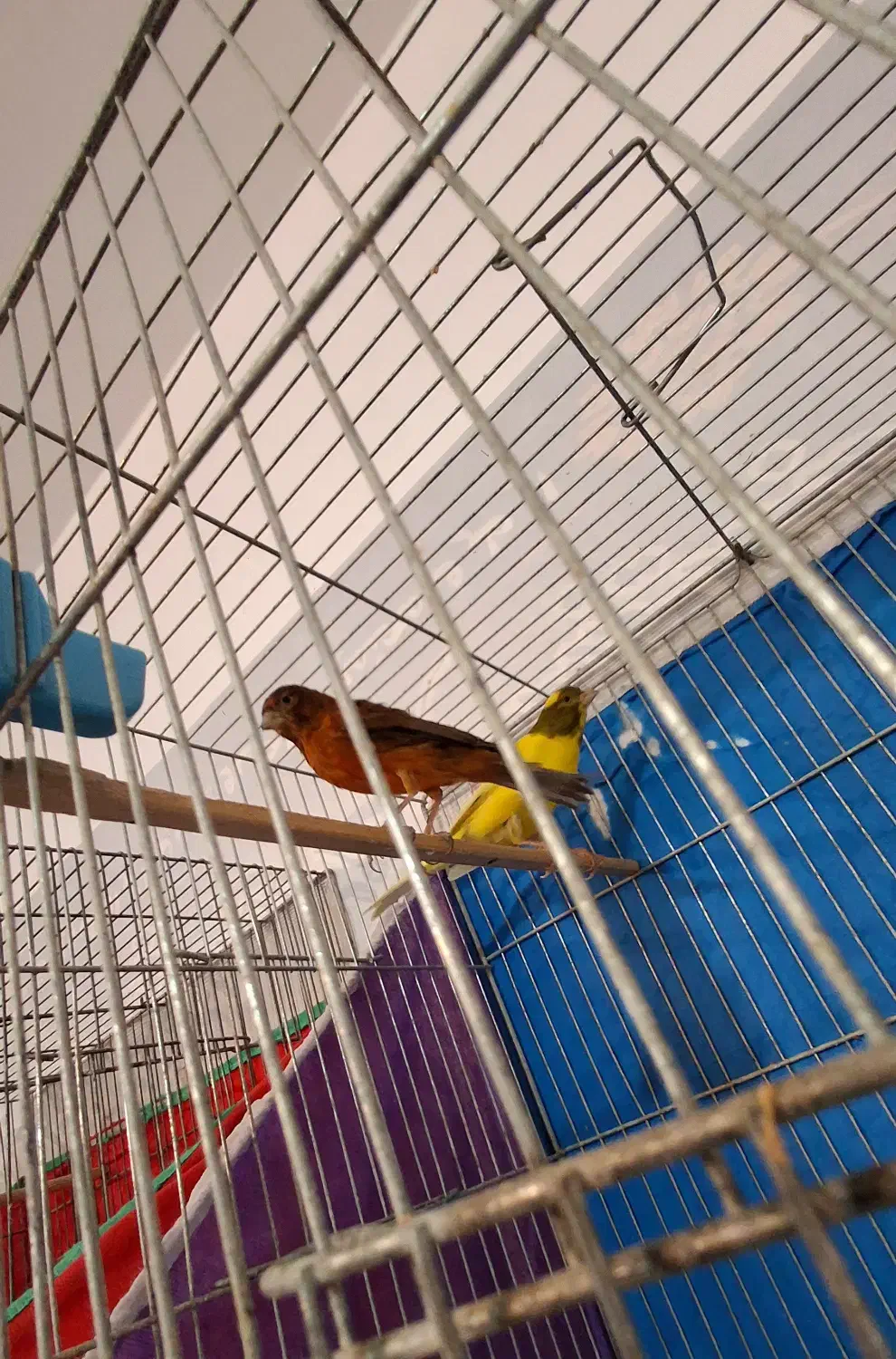 قناری نر و ماده|پرنده|گلپایگان, |دیوار