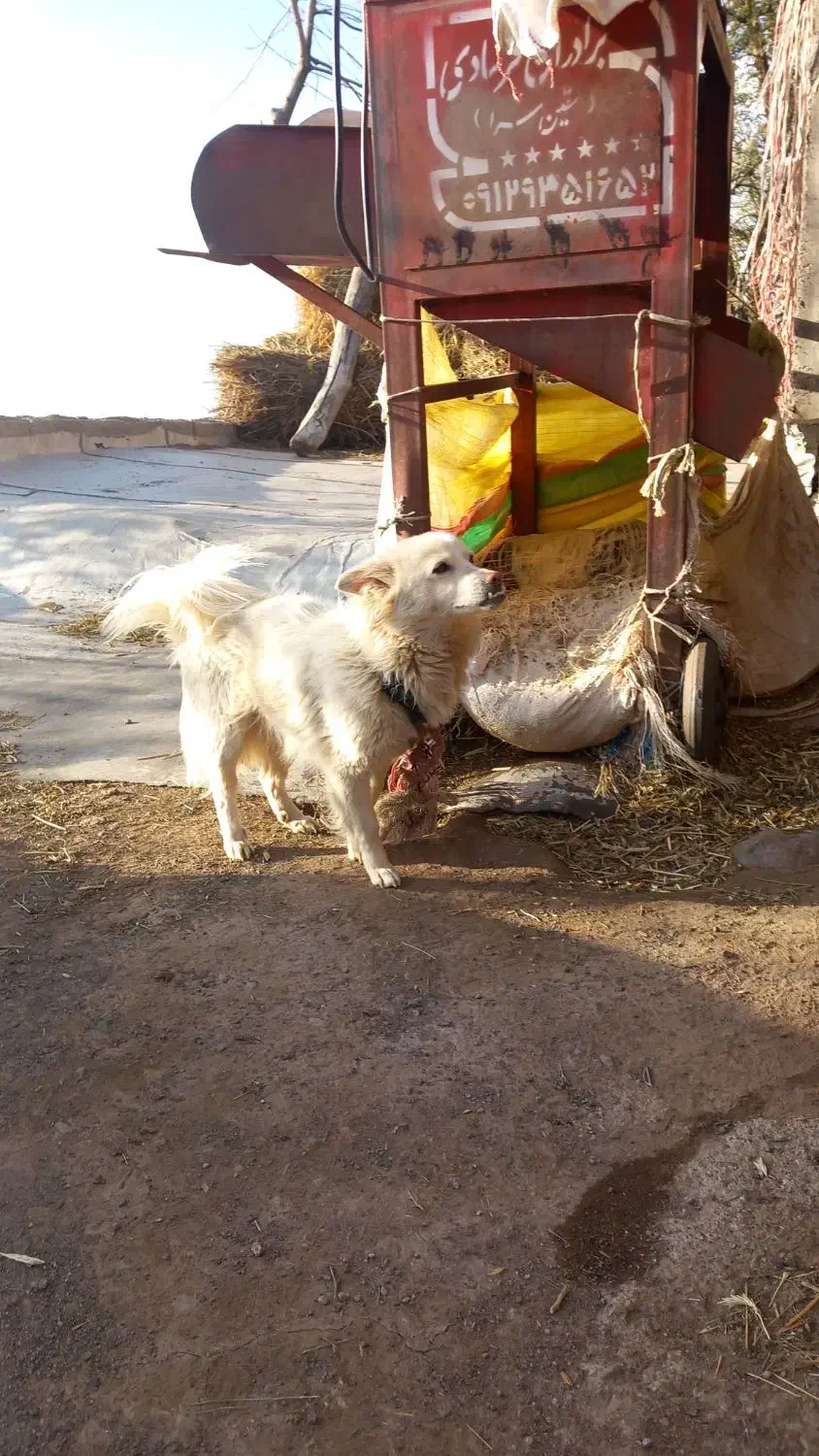 پا گوتاه سرابی ماده فقط تماس|سگ|سراب, |دیوار