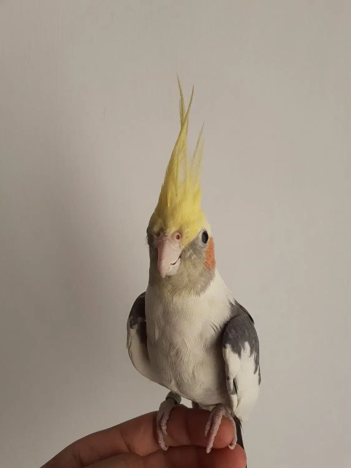 طوطی عروس هلندی|پرنده|قزوین, |دیوار