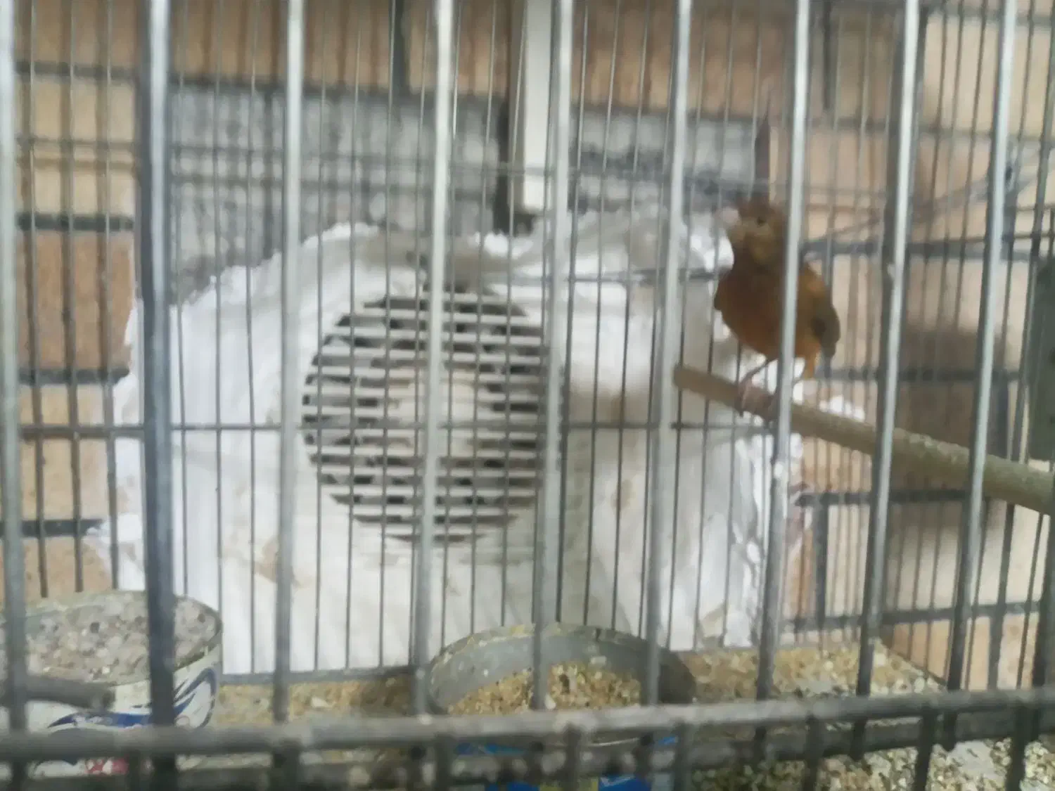 قناری سوخته سرخ نر|پرنده|کرمان, |دیوار