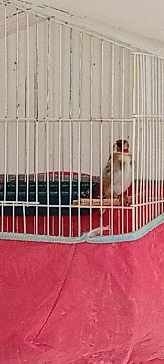 سهره|پرنده|مسجد سلیمان, |دیوار