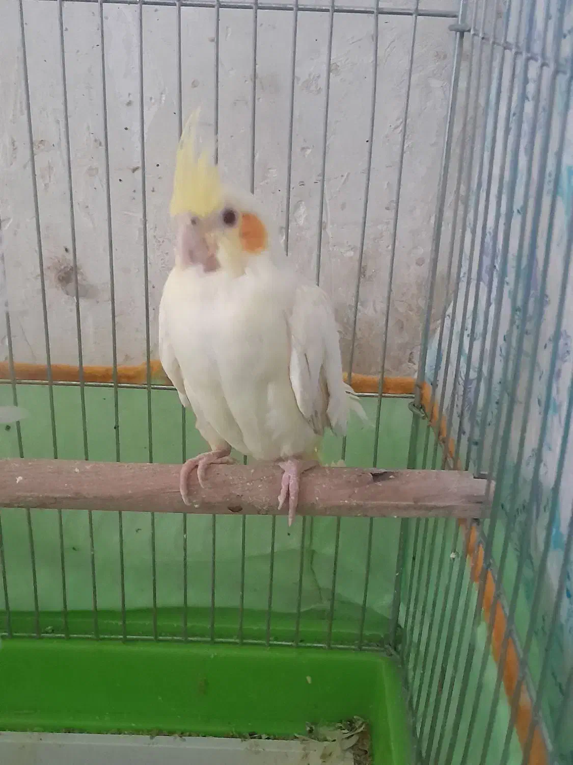 عروس هلندی فروشی|پرنده|سمنان, |دیوار