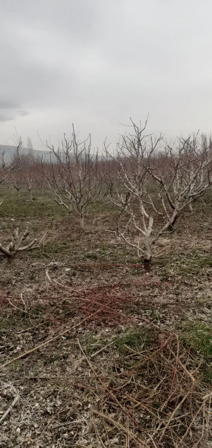 کارگر باغ باغبانی بیل زنی|خدمات باغبانی و درختکاری|ارومیه, |دیوار
