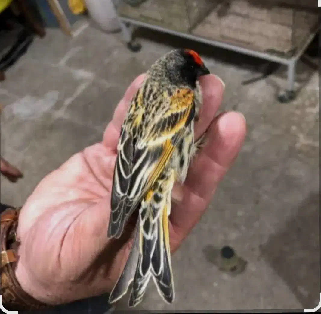 قناری|پرنده|مسجد سلیمان, |دیوار