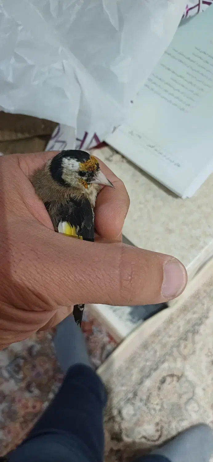 سهره|پرنده|خمین, |دیوار