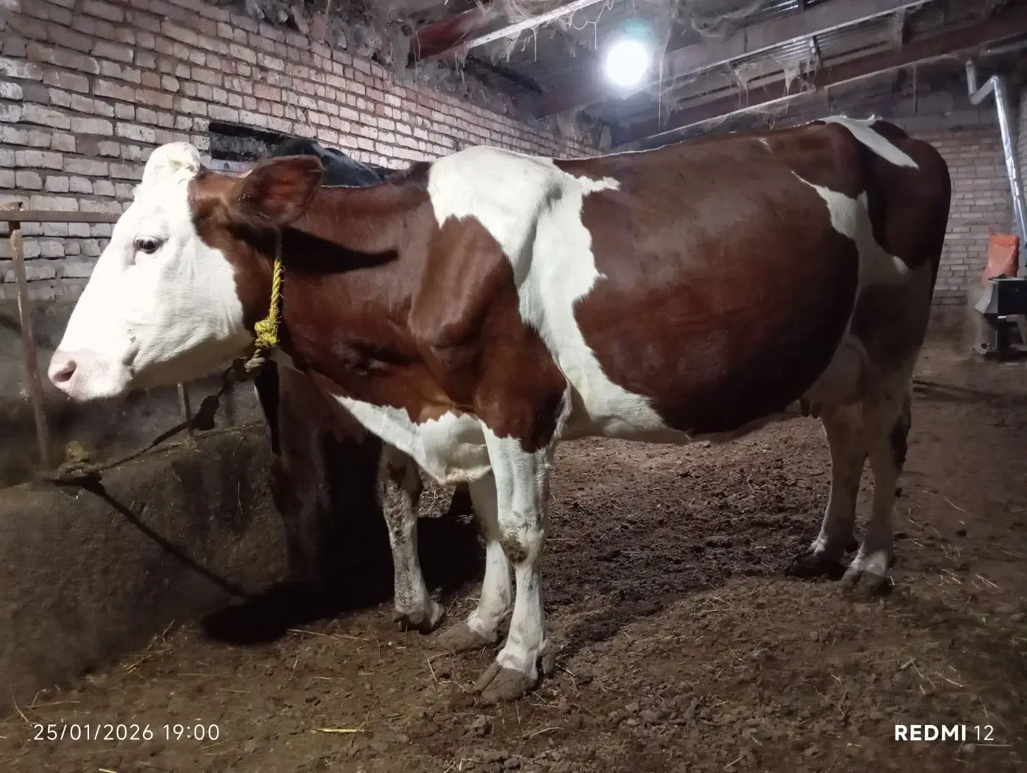 گاو گوساله فروش|حیوانات مزرعه|اردبیل, |دیوار