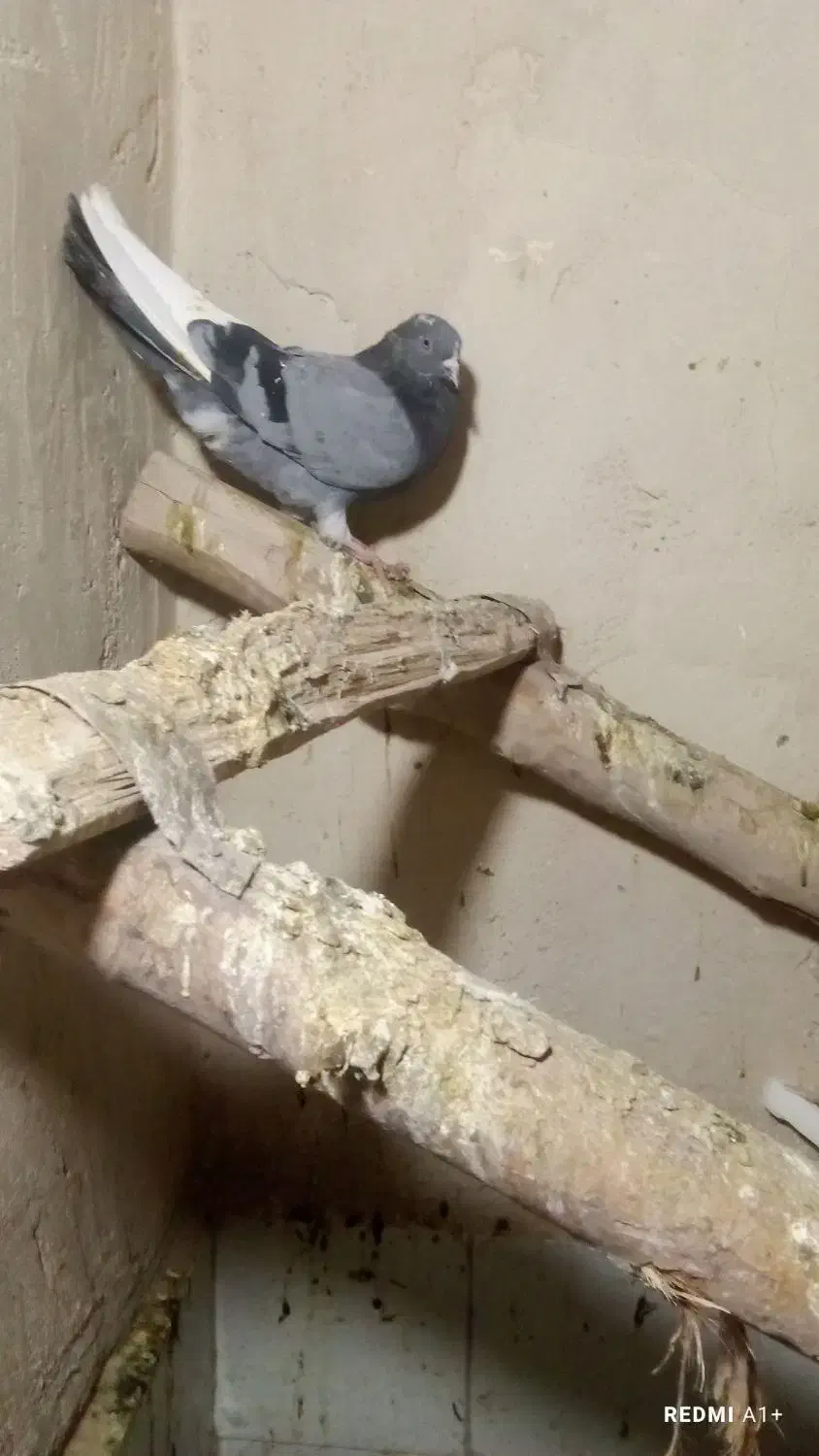 پرنده گم شده اطراف دیواندره|پرنده|دیواندره, |دیوار