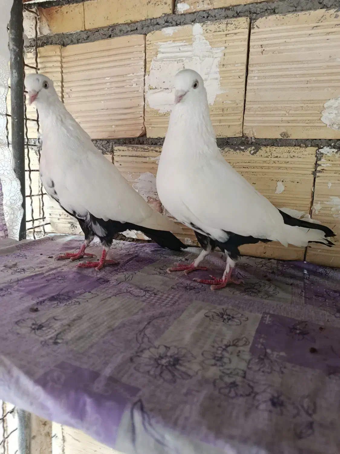 ننه طوقیه|پرنده|اهواز, کوی مهدیس|دیوار