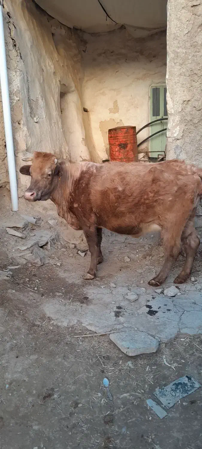 گاو شیری|حیوانات مزرعه|زنجانرود, |دیوار