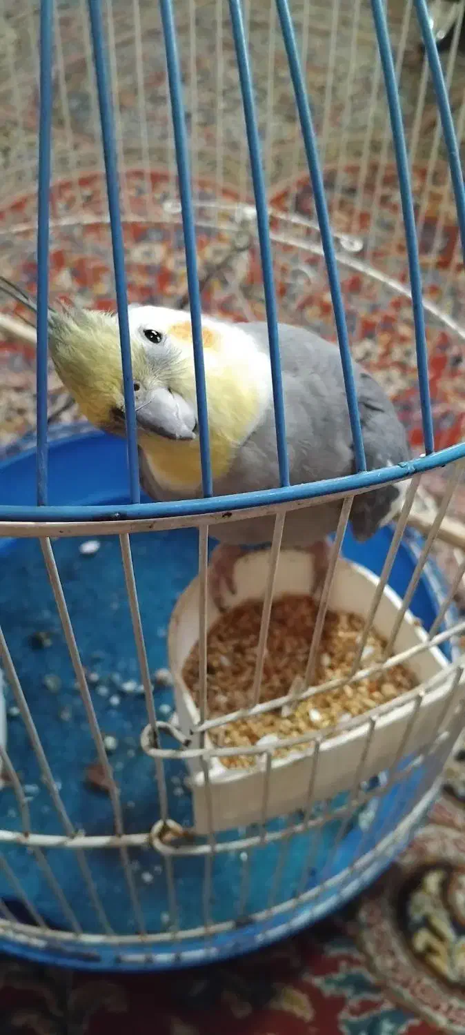 عروس هلندی سخنگو|پرنده|لاهیجان, لاشیدان|دیوار