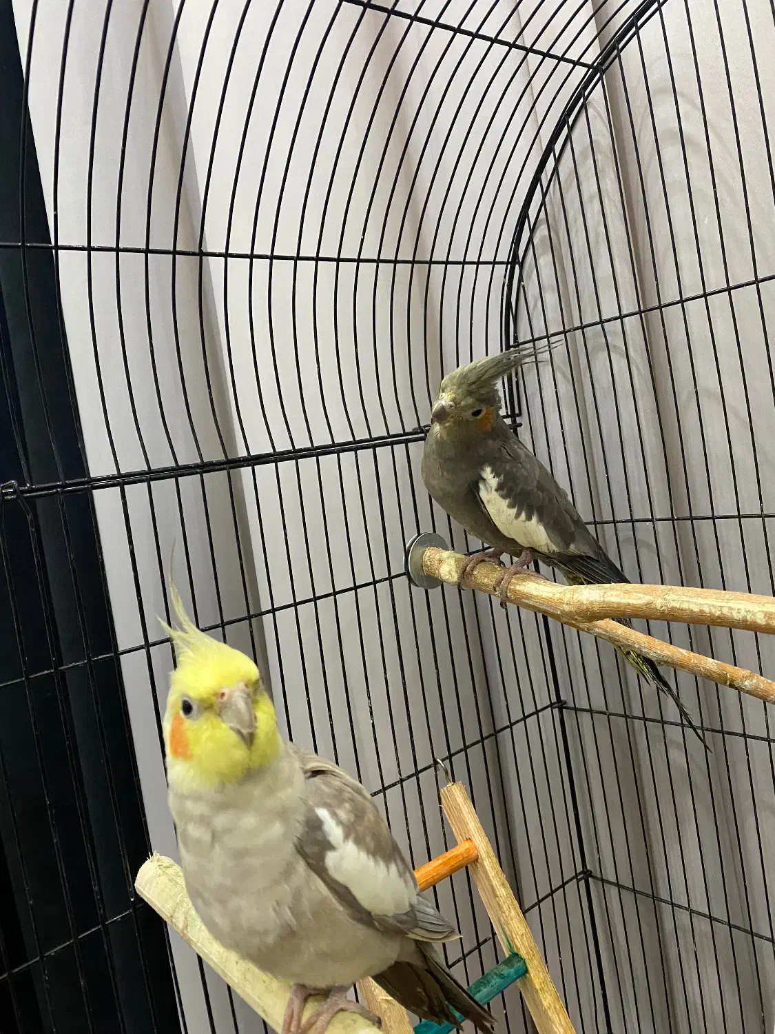 عروس هلندی جفت|پرنده|رشت, کوی مهر|دیوار