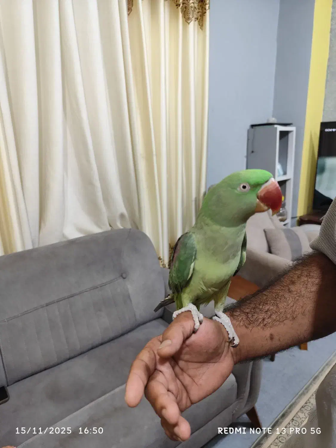 شاه طوطی مولد|پرنده|بندرعباس, |دیوار