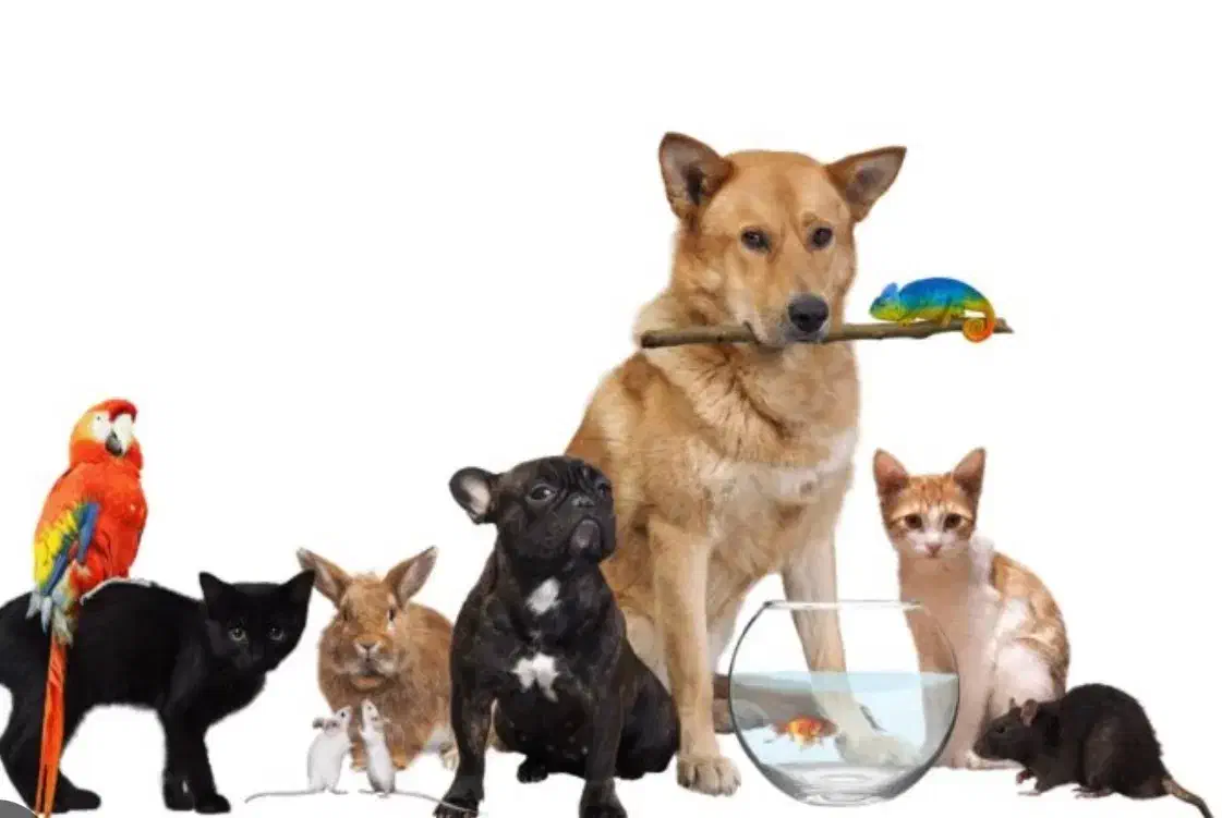 استخدام نیروی خانم جوان و پر انرژی|استخدام اداری و مدیریت|تهران, مدائن|دیوار