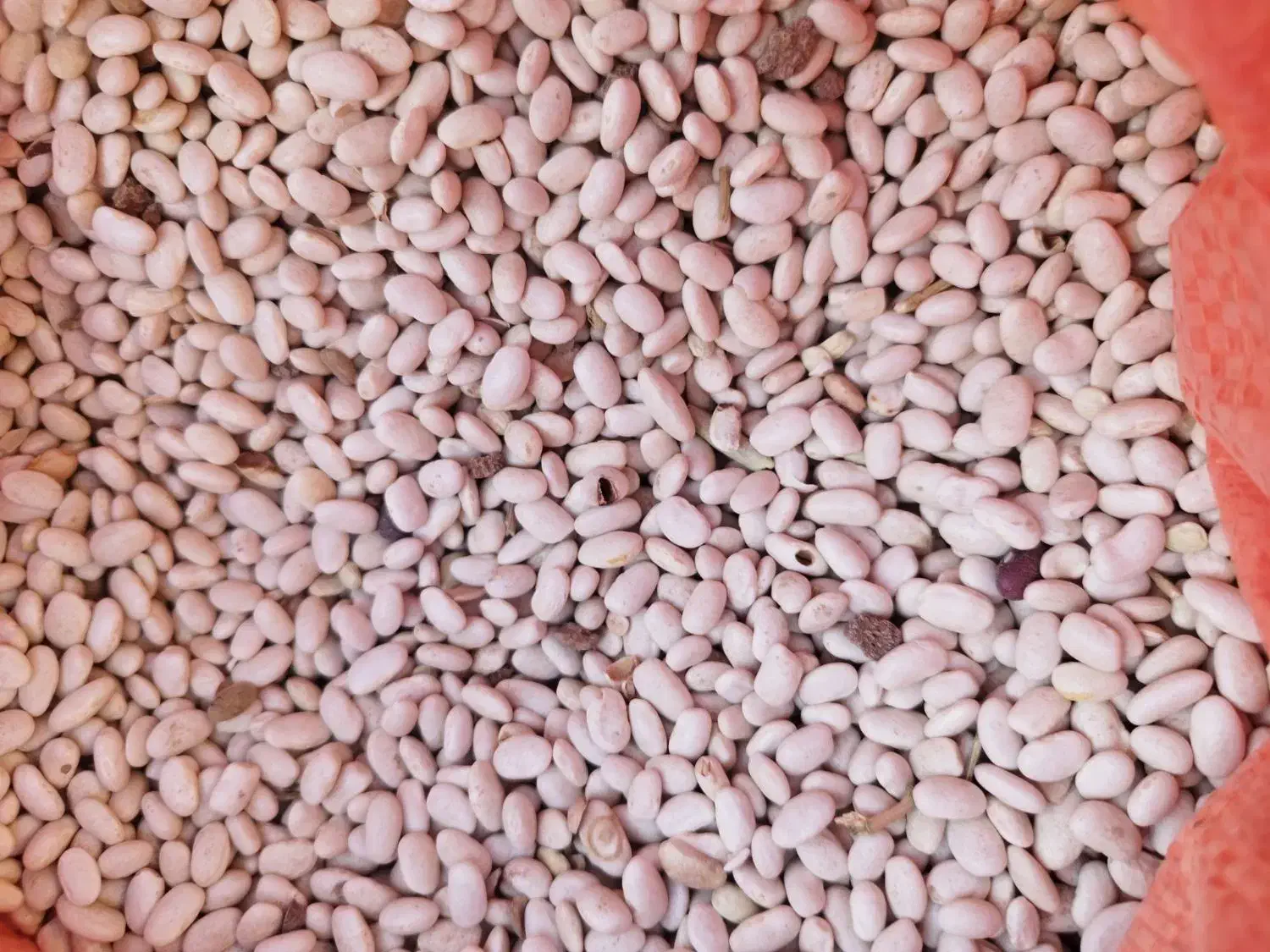 لوبیا سفید|خوردنی و آشامیدنی|فیروزآباد (لرستان), |دیوار