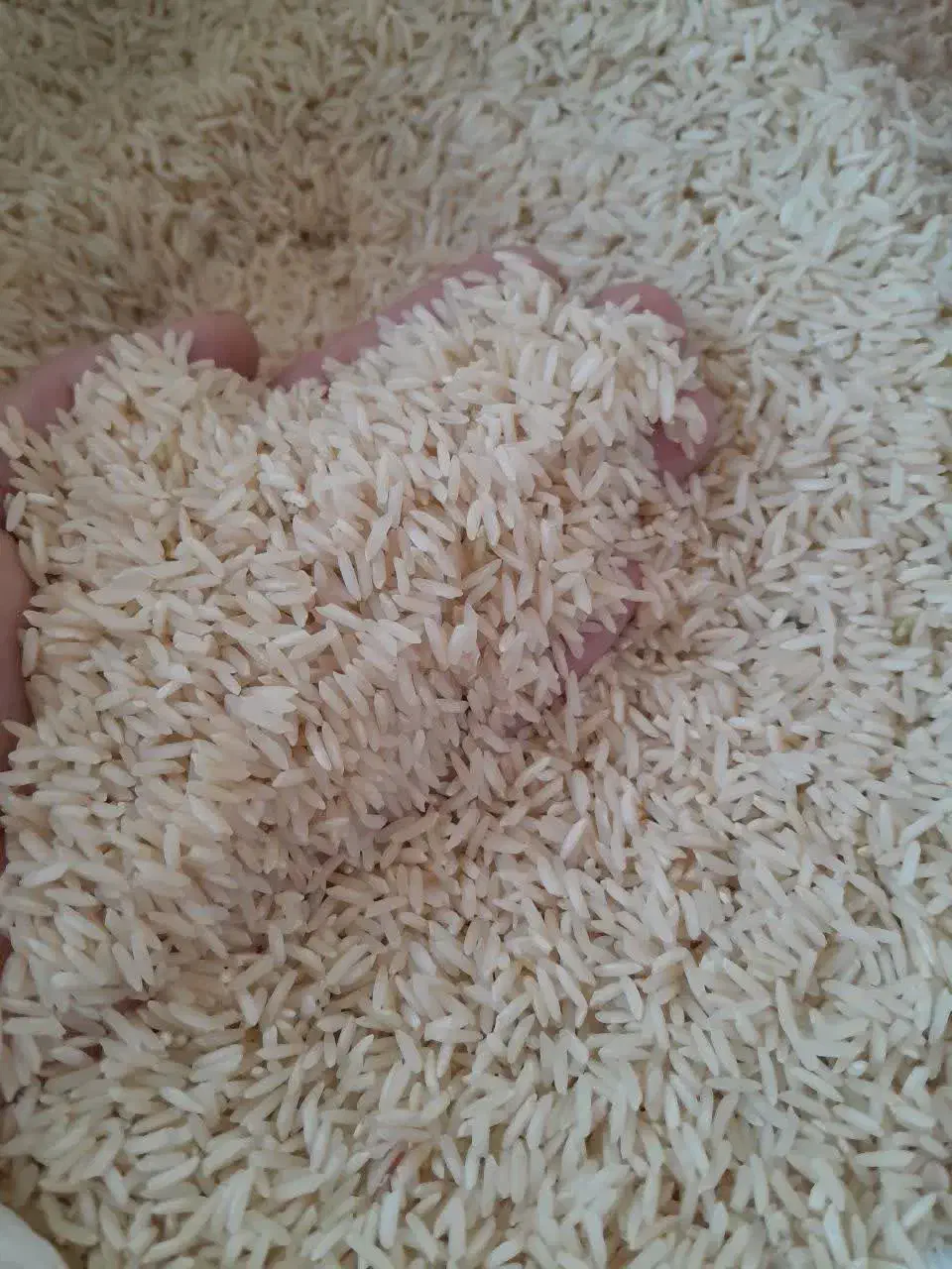 برنج طارم شیروان|خوردنی و آشامیدنی|سیروان, |دیوار