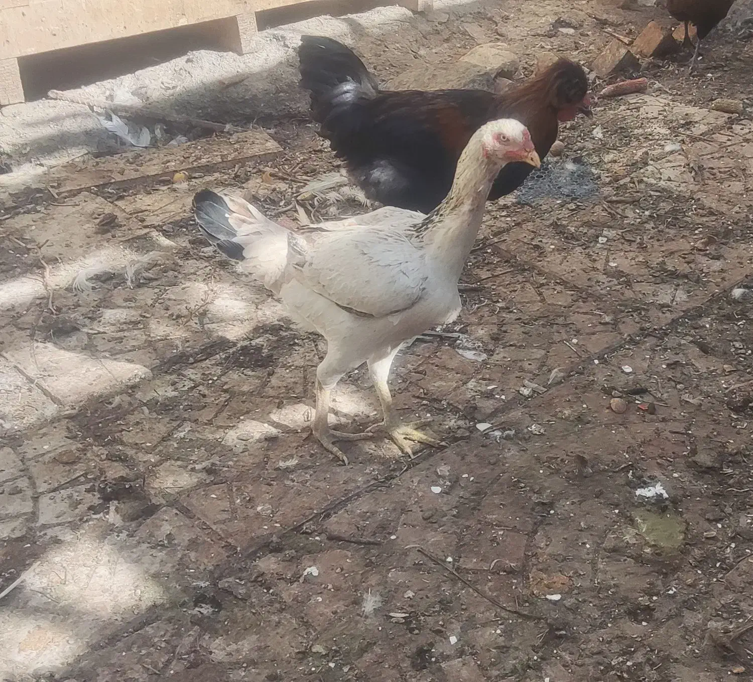 لاری.اوردک شوروی .خروس ابریشمی .قو غاز|حیوانات مزرعه|ارومیه, |دیوار