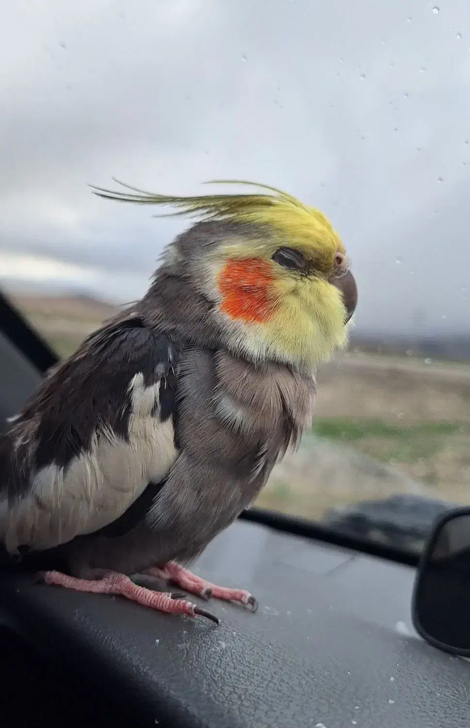 عروس هلندی|پرنده|مشهد, آبکوه|دیوار