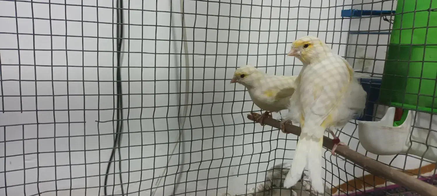 قناری ماده|پرنده|مبارکه, |دیوار