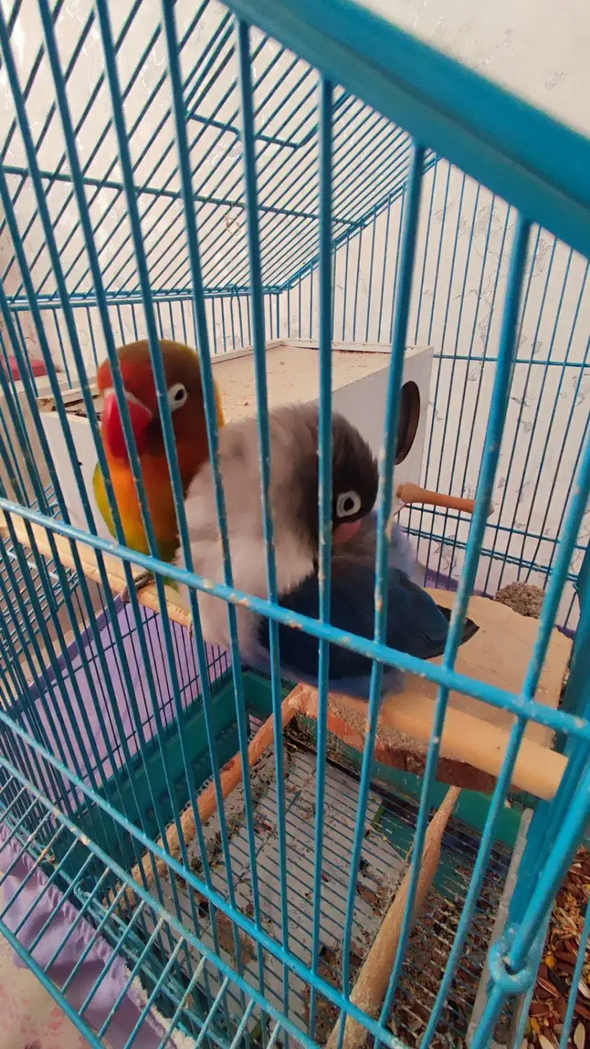 طوطی برزیلی نر و ماده جفت با قفس|پرنده|کرج, شهرک یاس جنوبی|دیوار